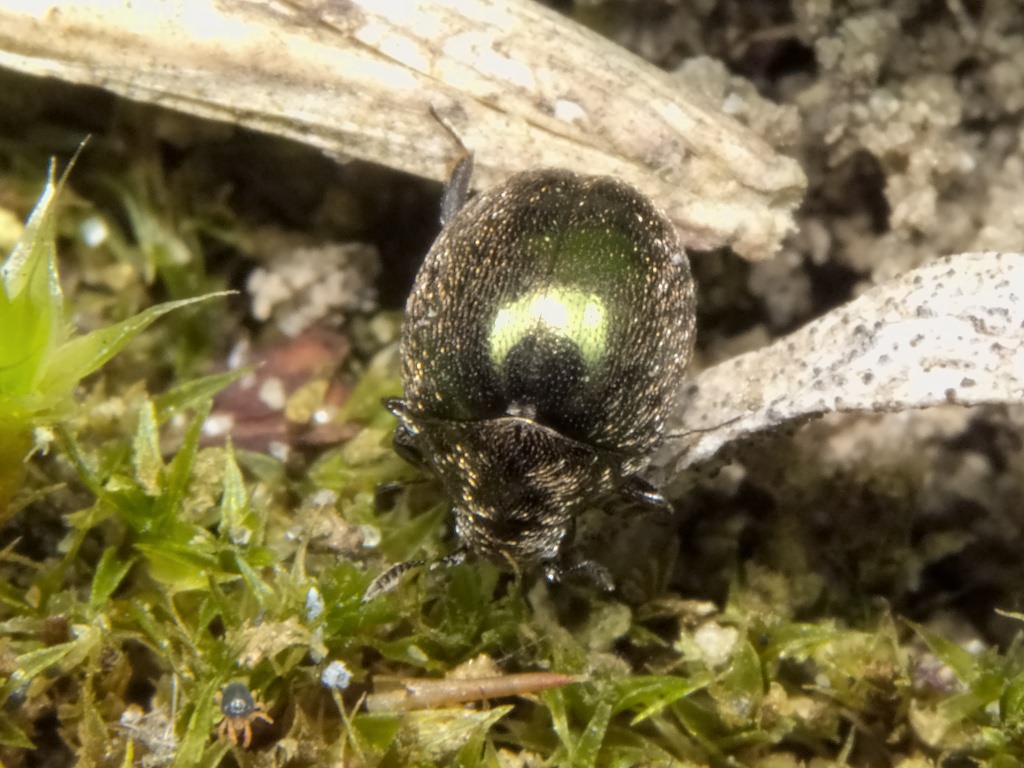 Lamprobyrrhulus nitidus (Schaller, 1783)